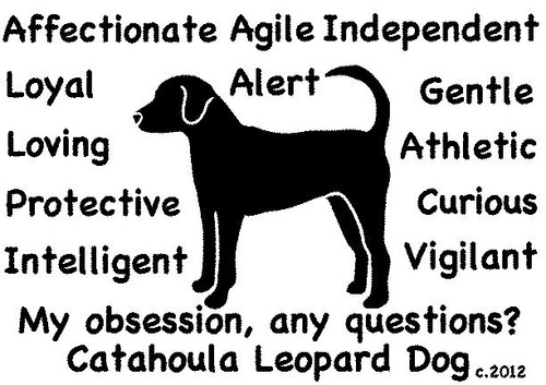 Catahoula cane leopardo mia - leopardo, la