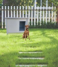 Cuccia Coibentata per Cani