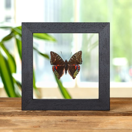 Green baron butterfly - in, clear