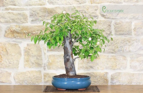 Bonsai melo cotogno - bonsai, di