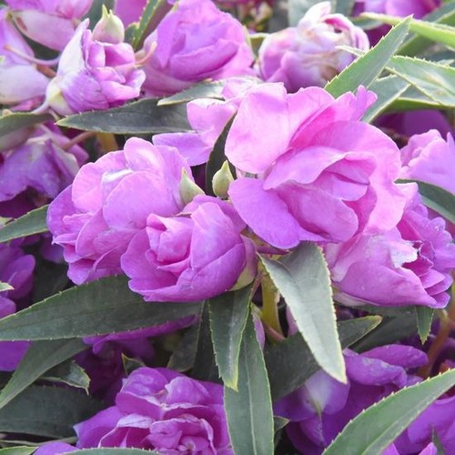 Camelia impatiens viola purple - viola,