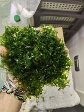 Levermoss(Pellia) 10x10