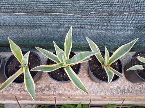 Agave americana variegata - agave,