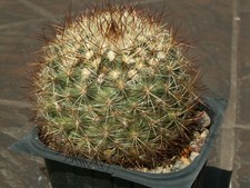 Pediocactus simpsonii c