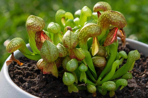 Darlingtonia californica - darlingtonia,