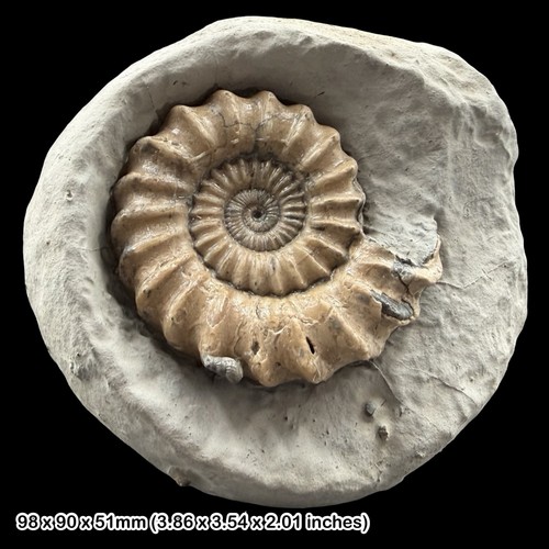 Oistoceras fossil ammonite - oistoceras,