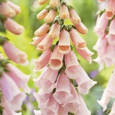 1 GR DI DIGITALIS PURPUREA 'Albicocca" CA. 10000 SEMI