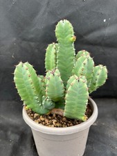 Euphorbia resinifera vivaio - euphorbia, il