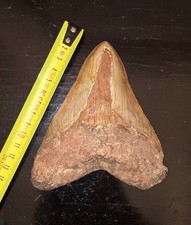 Dente Di Megalodonte 13.7