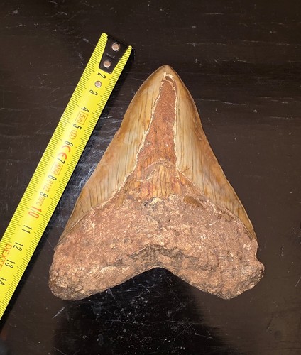 Dente megalodonte 7 - megalodonte, 13.7