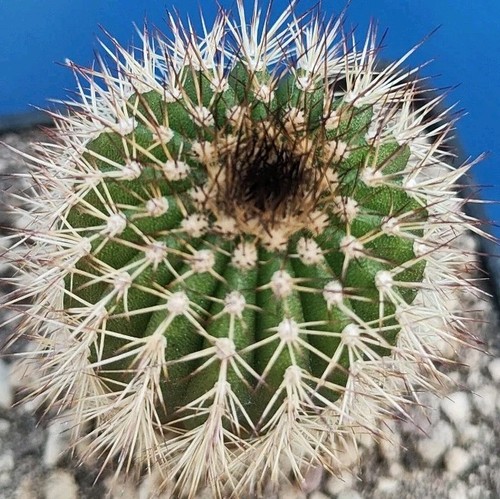 Uebelmannia pectinifera subsp