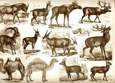 1875 Antica Stampa = UNGULATI