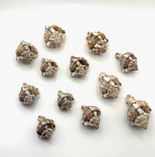 12 gusci medi Apple Murex