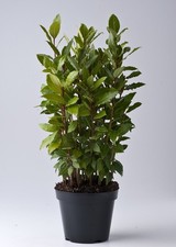Alloro "Laurus nobilis" 3