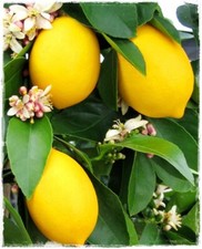 Pianta limone citrus - limone,