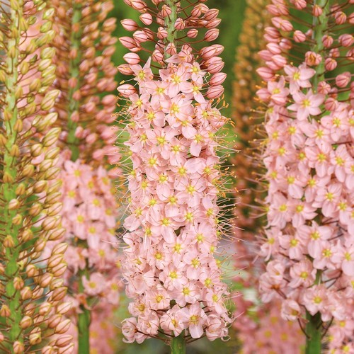 Eremurus coda volpe - di,