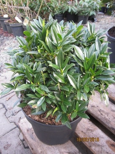 Alloro ciliegia gajo - alloro,
