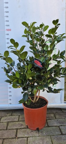 Pianta camelia japonica - di,
