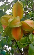 Starfruit tree averhoa - starfruit,