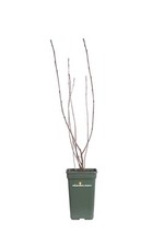 Pianta aronia prunifolia - pianta,