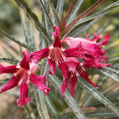 Adenium somalense var crispum - adenium,
