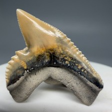 Stupenda cuvier Galeocerdo