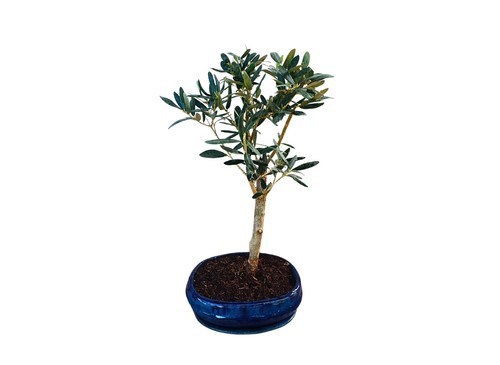Bonsai ulivo esterno - di,