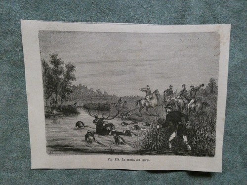 Stampa caccia cervo 1872 - stampa,