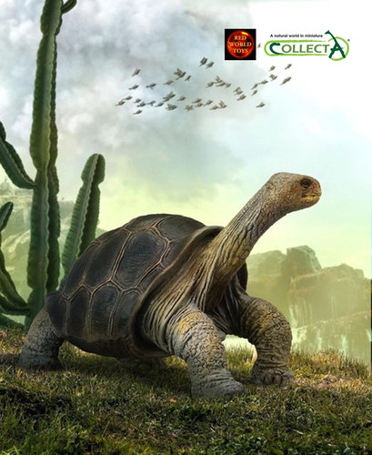 Pinta island tortoise - pinta, wildlife