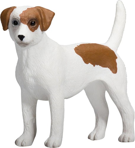 Jack russell terrier cane - jack,