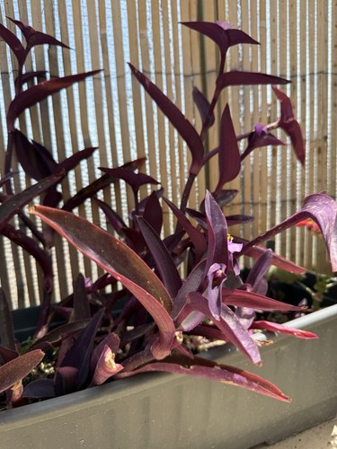 Talee tradescantia - talee, di