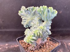 MYRTILLOCACTUS GEOMETRIZANS CV. STRICTUM CREST- VIVAIO IL GIARDINO DI MAYA 113