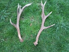 Enorme coppia di palchi o