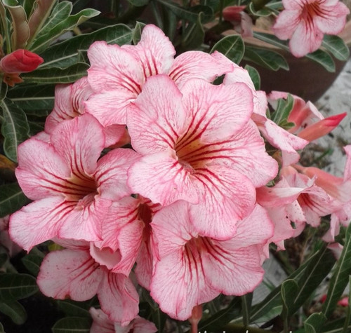 Rosa del deserto adenium - del,