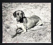 1985 Rhodesian Ridgeback Dog