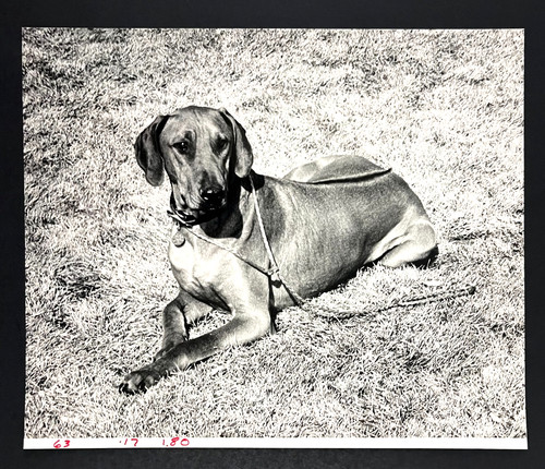 1985 rhodesian ridgeback dog - rhodesian,
