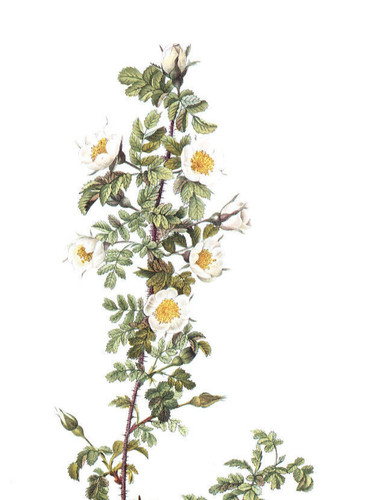 1990 stampa vintage rosa - 1990, fiore