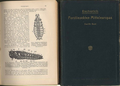 1914 escherich gli insetti - escherich:,