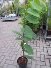 Asimina triloba Summer Delight - banana indiana Paupau (PawPaw) 80-100 cm