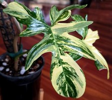 Rare Philodendron Pedatum