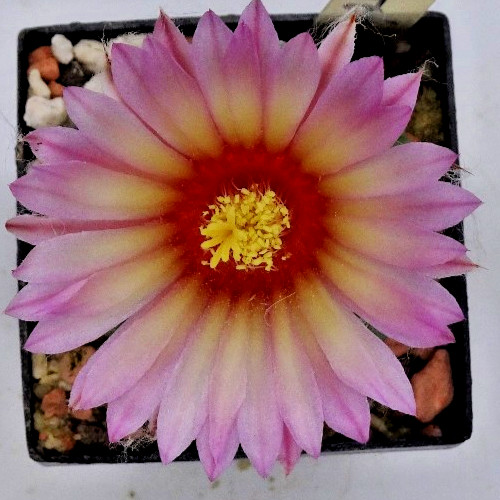 Cactus astrophytum - -,