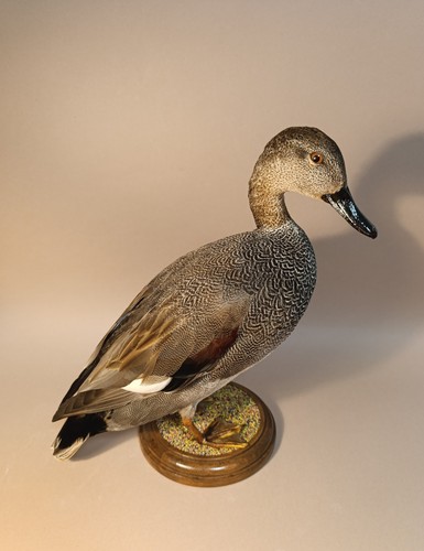 Taxidermy cabinet de - taxidermy,,