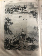 splendida stampa illustrazione