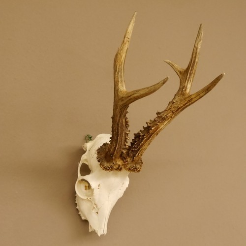 Corna capriolo capreolus - capriolo, (capreolus