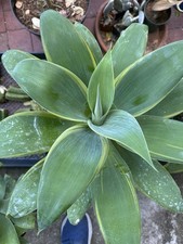 Agave attenuata variegate