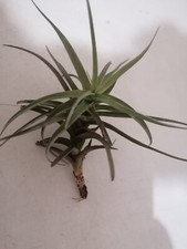 Tillandsia aerea 