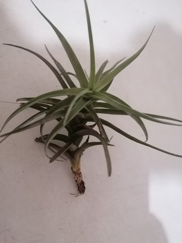 Tillandsia aerea - ,