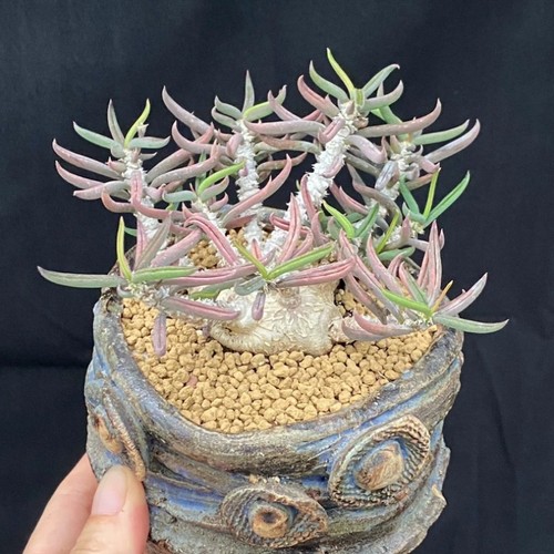 Pianta cactus succulenta - pianta, di