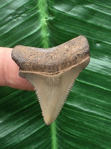 Dente marrone del megalodonte - del,