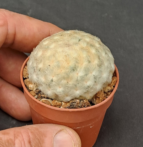 Mammillaria plumosa - , cv